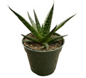Gasteria Zimflora